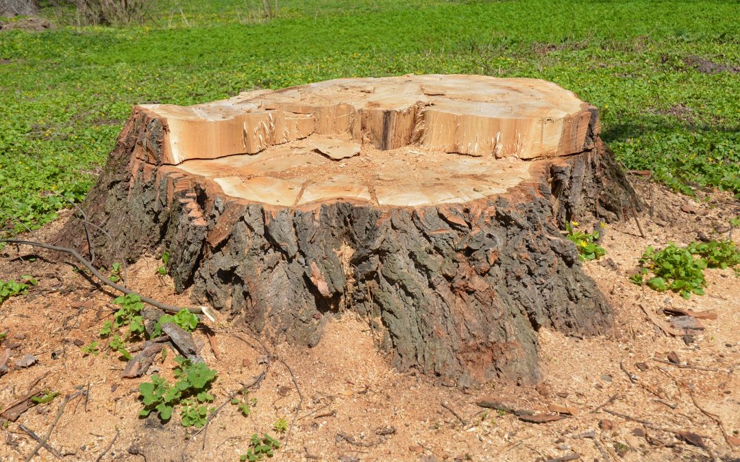 Woodbury, CT | Tree Removal Company | Tree Maintenance ...