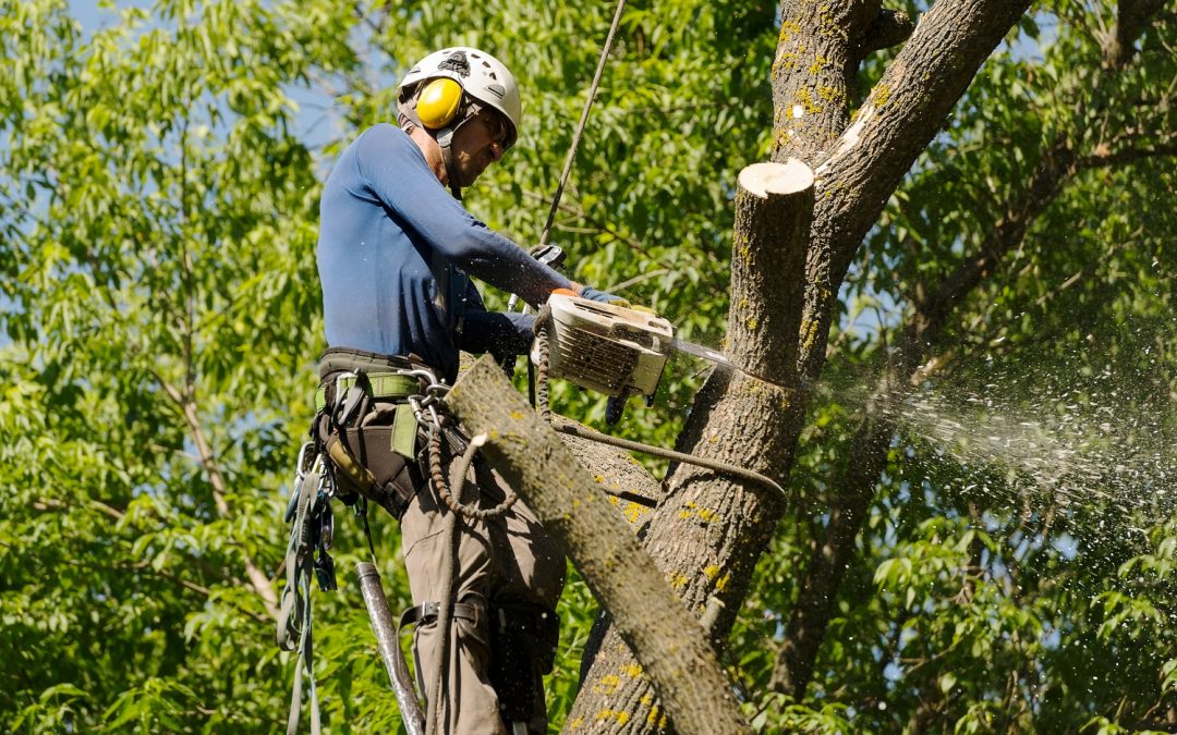 Tree Removal | Tree Trimming & Pruning | Morris, CT